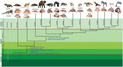 Frontiers | Genetic Mechanisms Underlying Cortical Evolution in Mammals